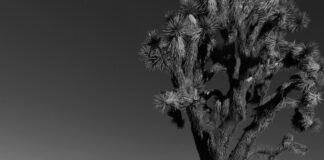 CHART-TOPPER MARANDA CURTIS TO RELEASE NEW ALBUM DIE TO LIVE, AVAILABLE FOR PRE-ORDER NOW