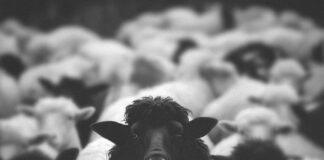 NEW MUSIC: “PROOF” by Pastor Mike Jr.